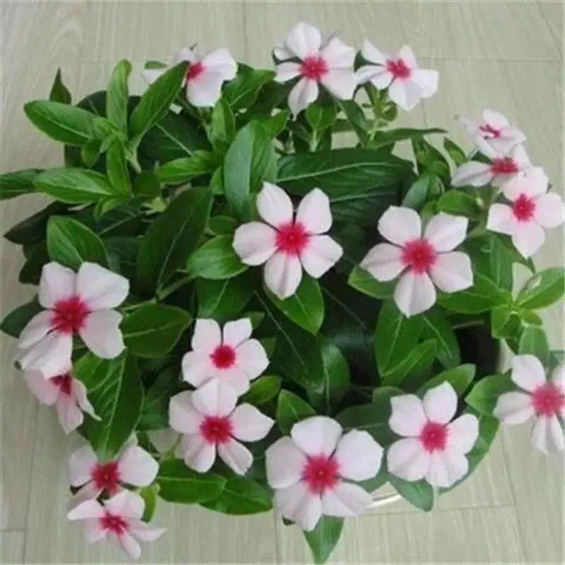 长春花种子天天开花期长多年生花海庭院室内阳台盆栽花卉花草
