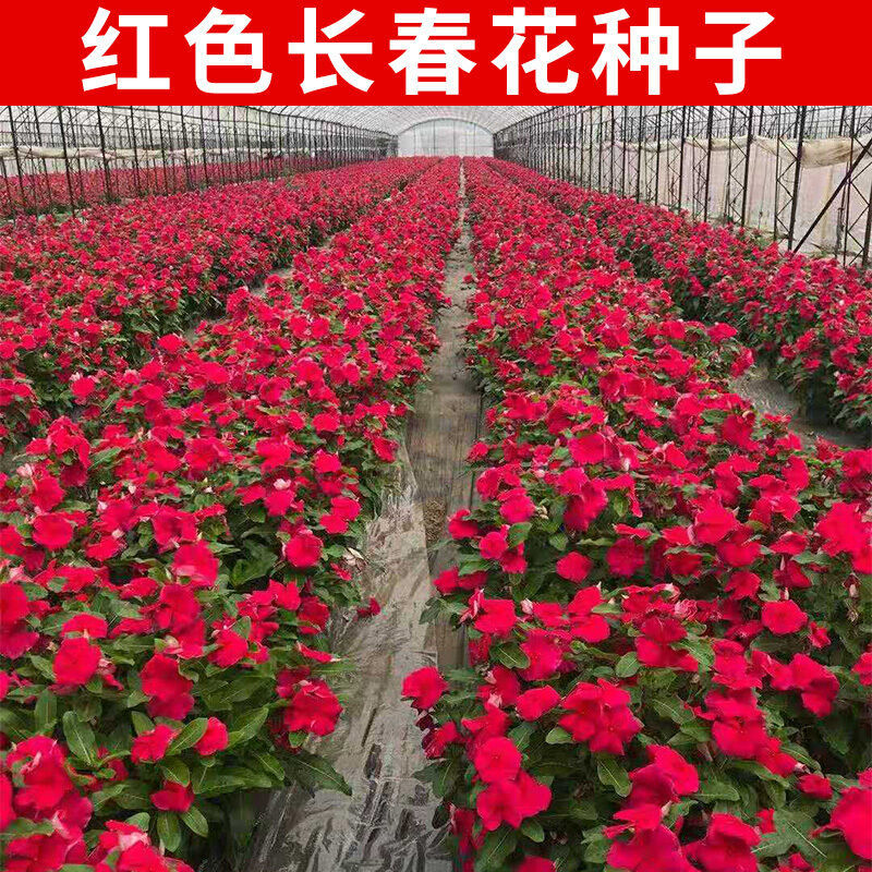 长春花种子天天开花期长多年生花海庭院室内阳台盆栽花卉花草