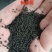长春花种子天天开花期长多年生花海庭院室内阳台盆栽花卉花草