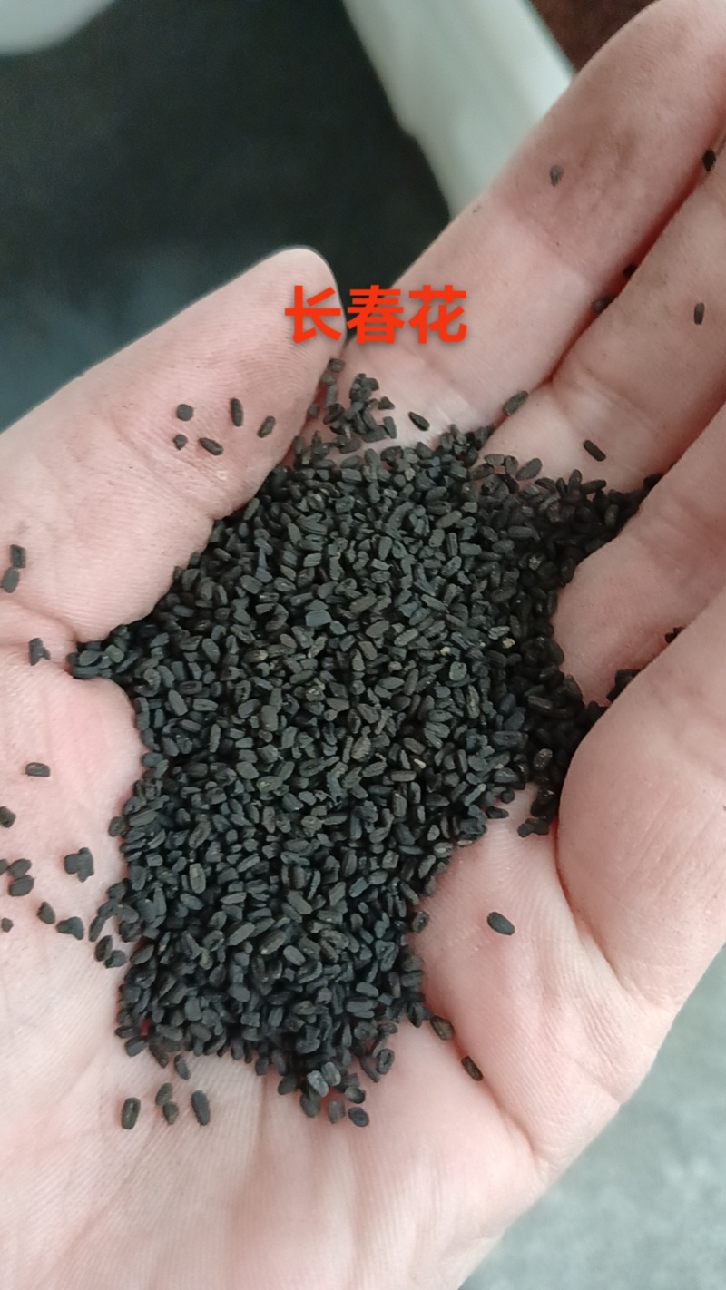 长春花种子天天开花期长多年生花海庭院室内阳台盆栽花卉花草