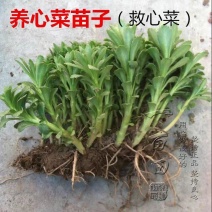 救心菜费菜养心菜养心菜苗菜根高钙菜土三七