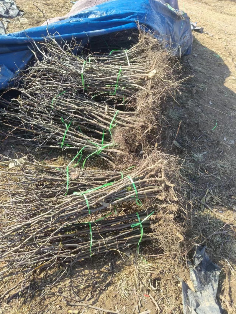 枣树占地枣树枣树苗绿化枣树1-50公分