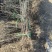 枣树占地枣树枣树苗绿化枣树1-50公分