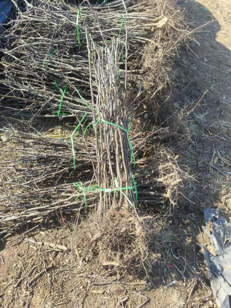 枣树占地枣树枣树苗绿化枣树1-50公分