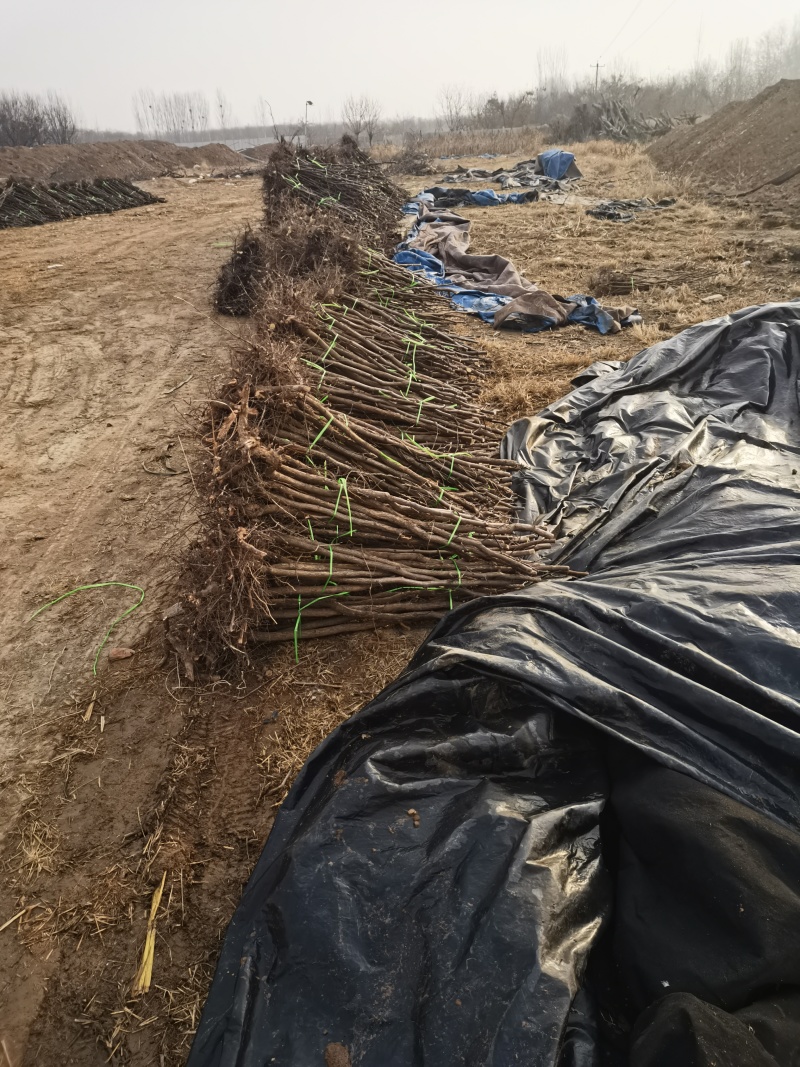 枣树占地枣树枣树苗绿化枣树1-50公分