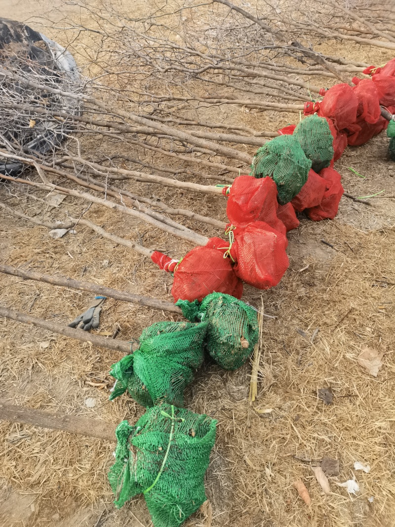 枣树占地枣树枣树苗绿化枣树1-50公分