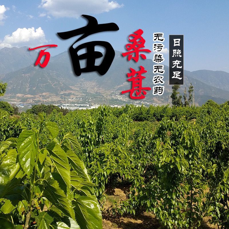 大凉山桑葚泡酒桑葚榨汁桑葚打浆桑葚饮料厂原料酒厂原料代收