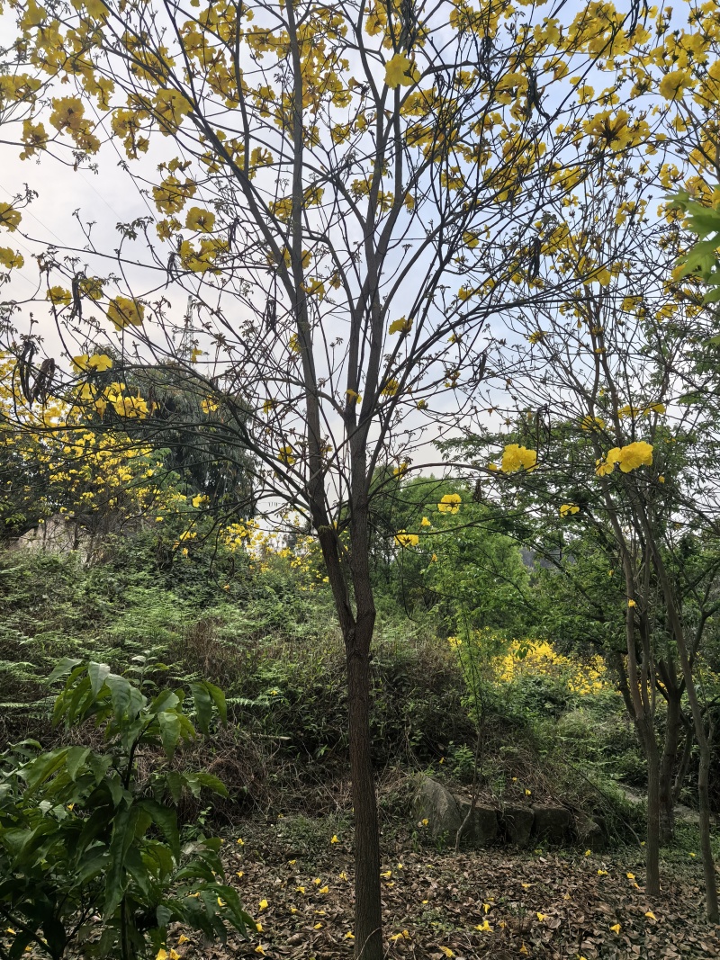 多花黄花风铃木，原生树形，移栽成活率高，