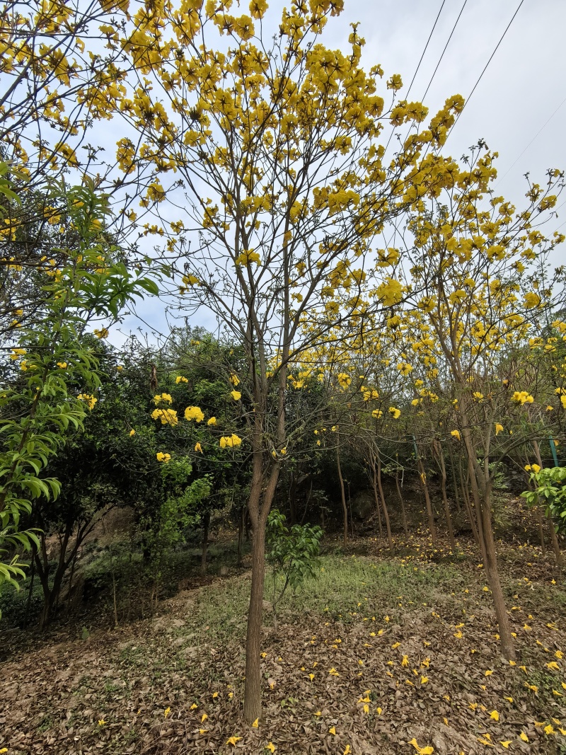 多花黄花风铃木，原生树形，移栽成活率高，