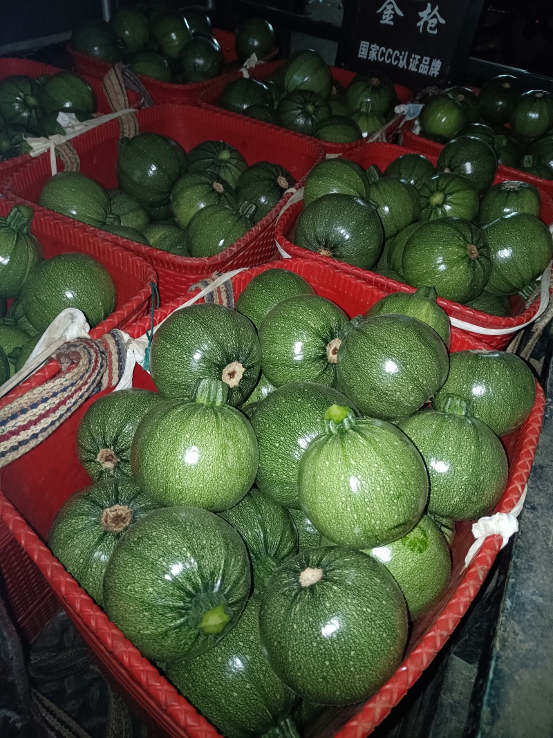 云南蔬菜基地小圆瓜西葫芦大量上市欢迎全国采购商合作