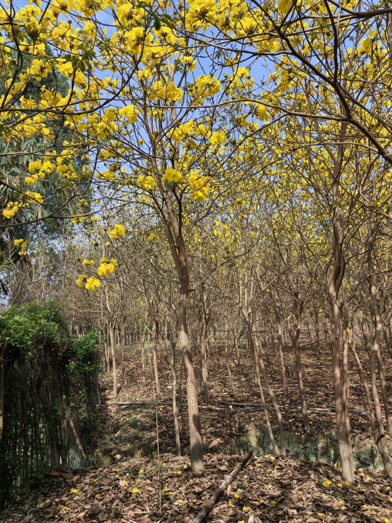 多花黄花风铃木四川本地货原生地苗成活率高