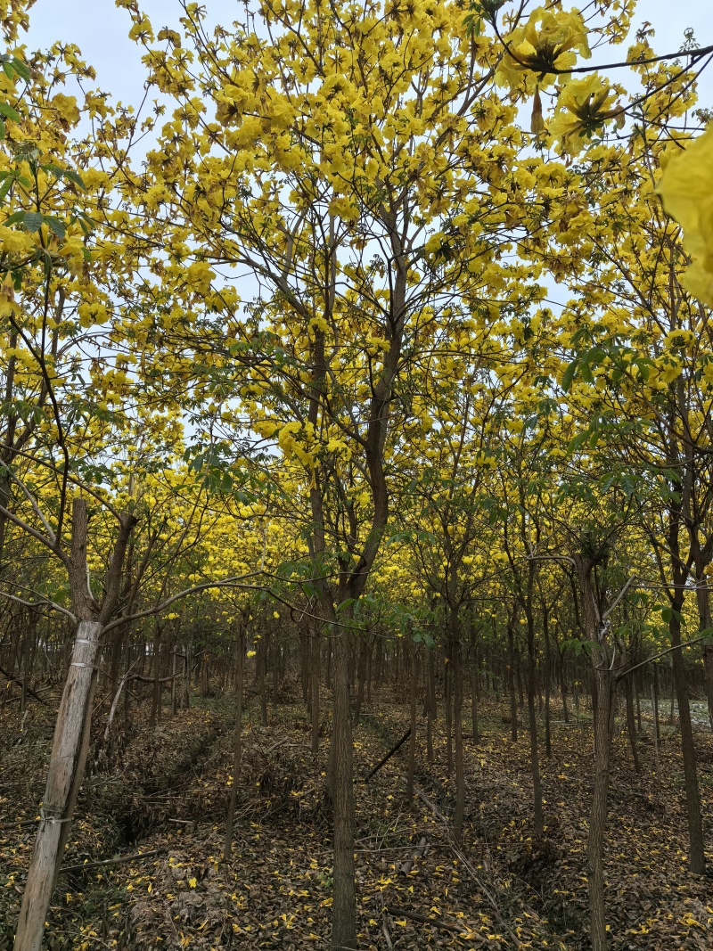 多花黄花风铃木四川本地货原生地苗成活率高
