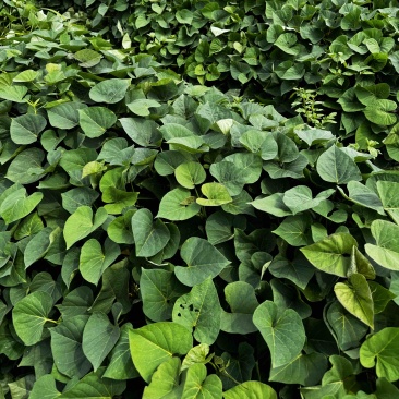 慕菲乐丝滑