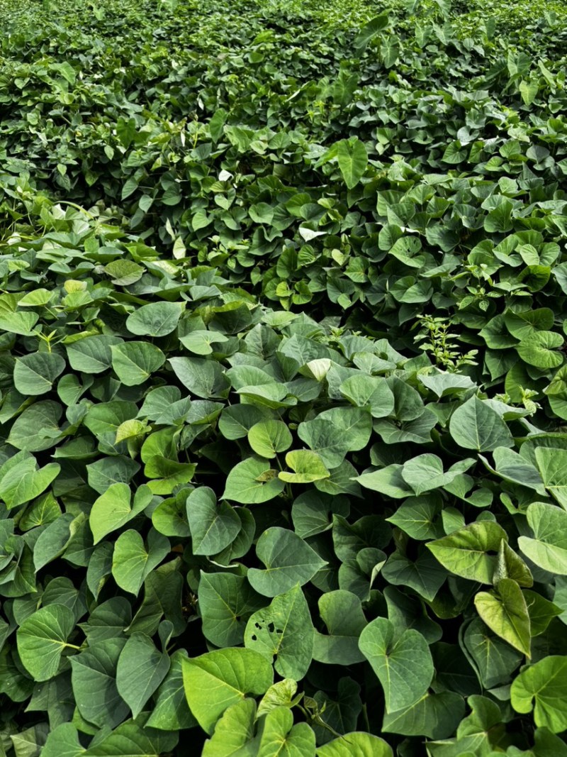 慕菲乐丝滑