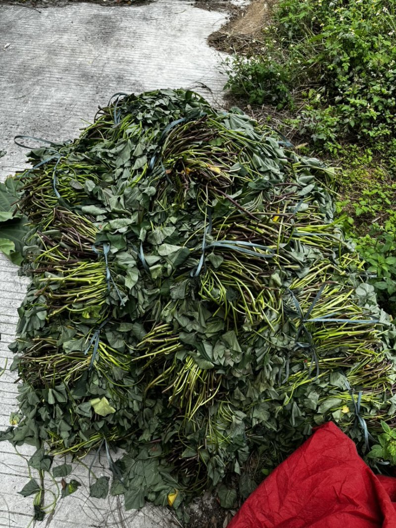 慕菲乐丝滑