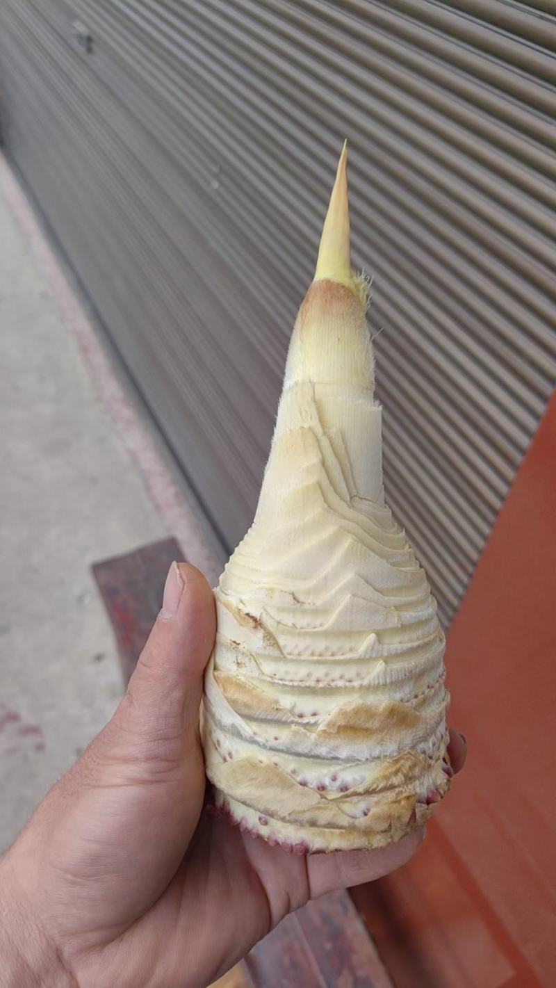 春笋代办