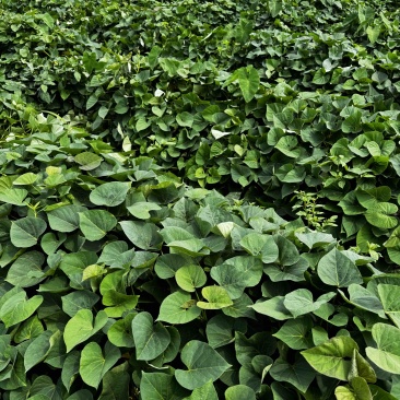 名门金时苗