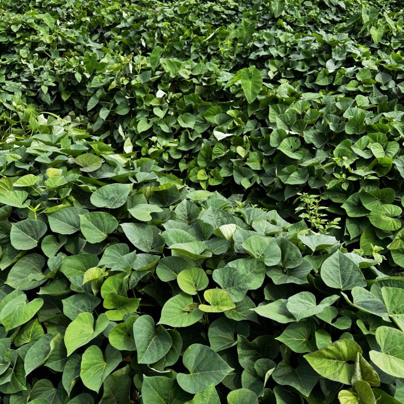 名门金时苗