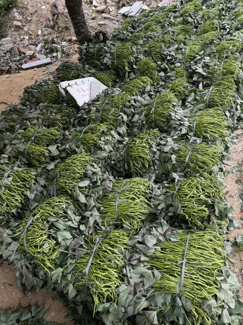 名门金时苗