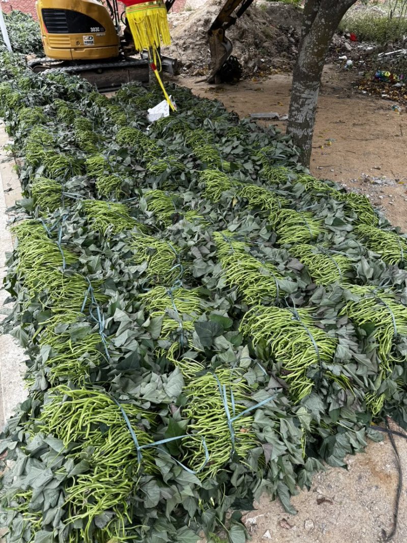 玛莎莉苗