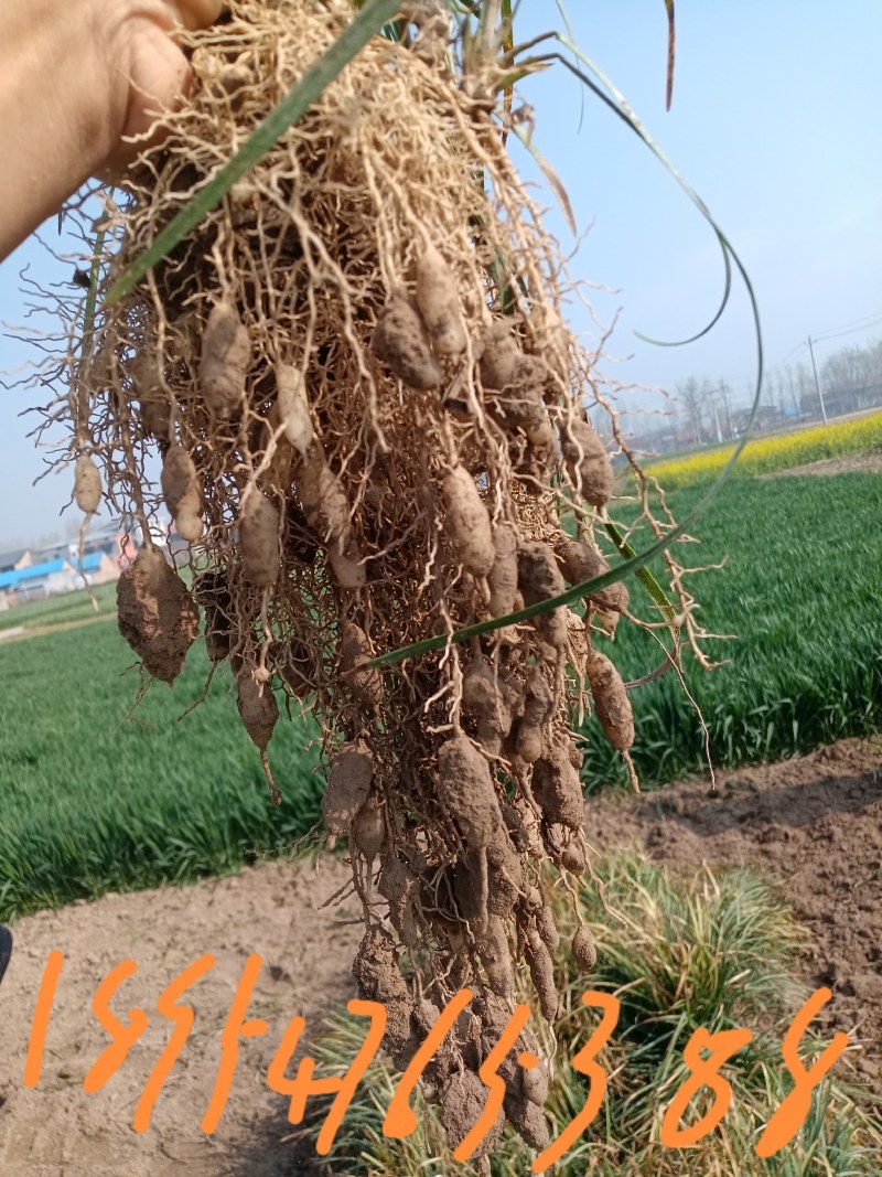 现挖药用麦冬种苗中细叶麦冬草沿边草四季常青绿化苗麦冬苗