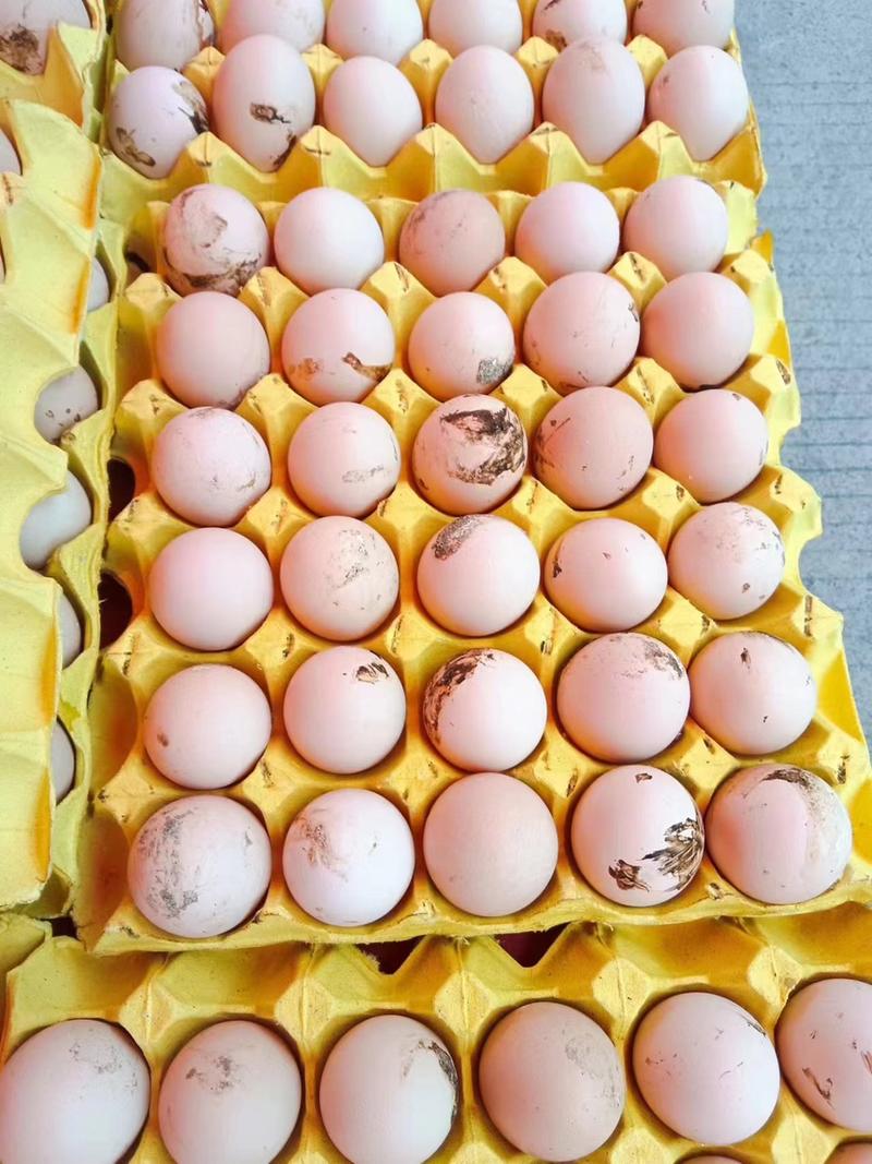 【推荐】正宗散养土鸡蛋新鲜保质保量稳定供应新鲜现捡