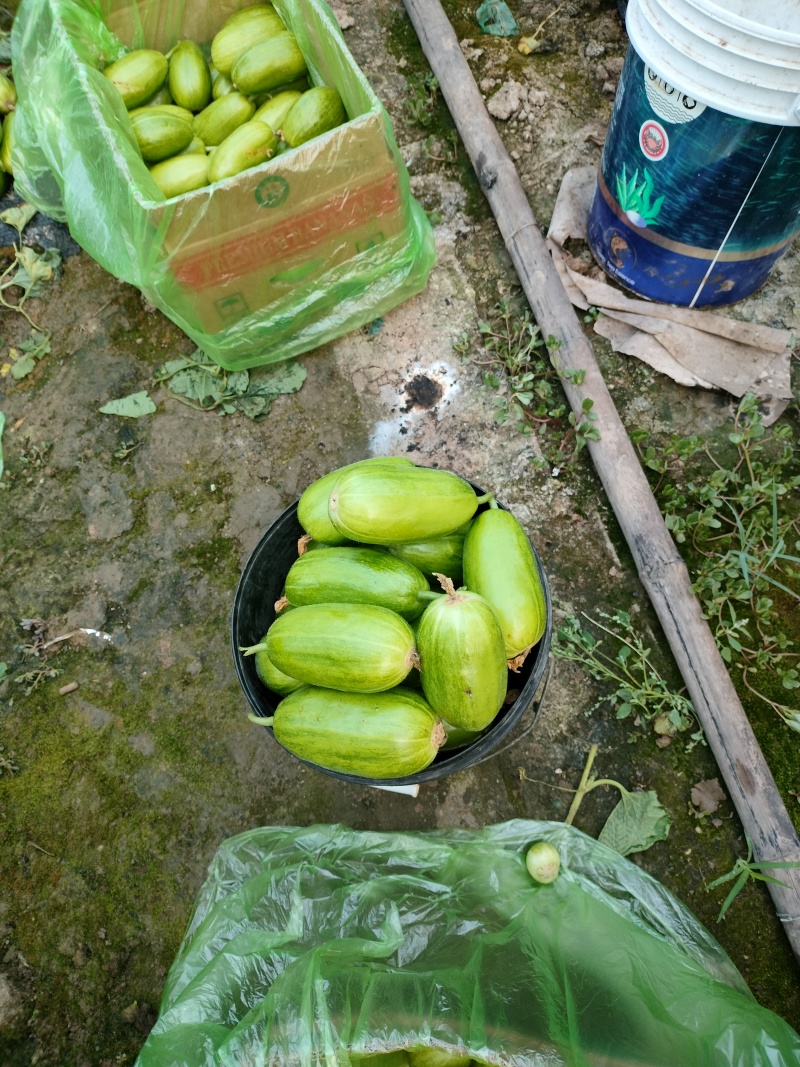 冷棚菜瓜上市了，有需要的老板联系了