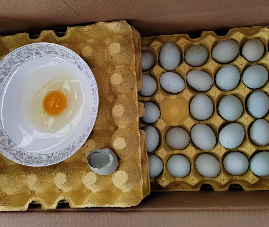 两张白色瓷盘分别盛放一枚完整的带壳水煮蛋和一枚已剥壳的光滑水煮蛋,背景为厨房操作台,左侧标签写着‘推荐保存’,右侧标签写着‘易污染’ 带壳水煮蛋与剥壳水煮蛋对比摆放