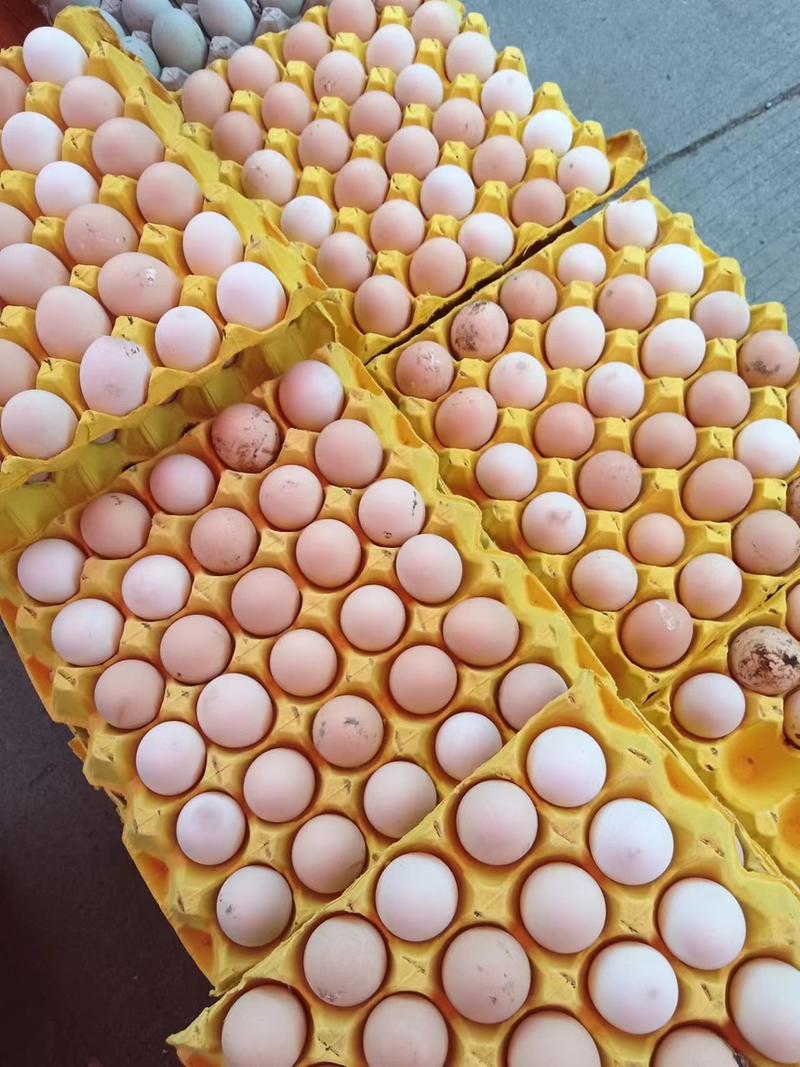 绿壳鸡蛋散养土鸡蛋稳定供应保质保量欢迎老板咨询选购