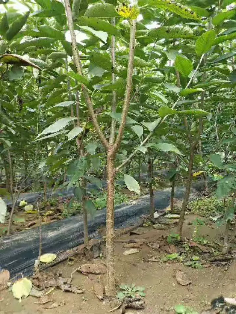 俄8樱桃树苗车厘子苗一手货源欢迎咨询