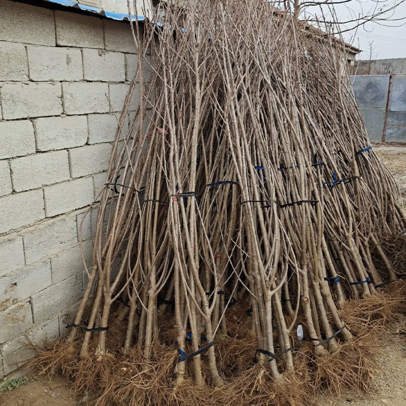 【美早樱桃苗】基地直发，根系发达，成活率高，带土发货价优