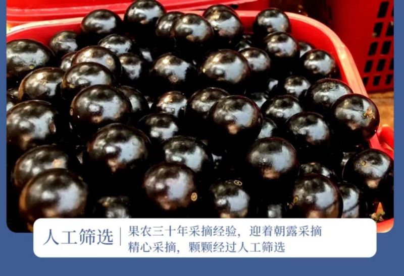 嘉宝果产地直供