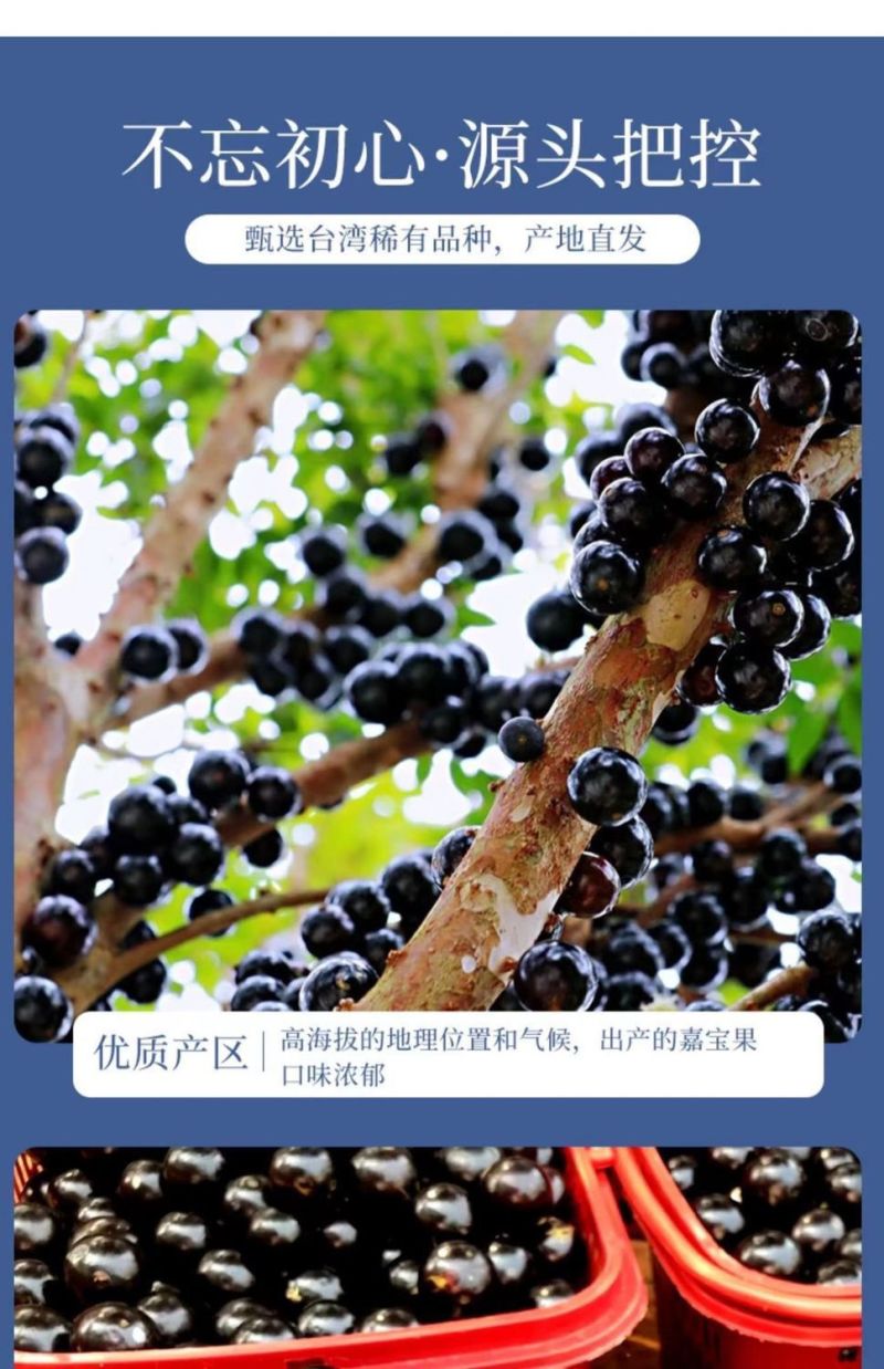 嘉宝果产地直供