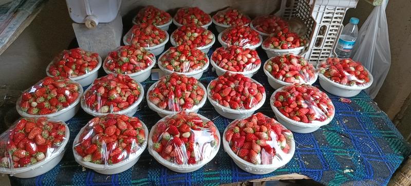 奶油草莓特大量出可做草莓汁草莓酱