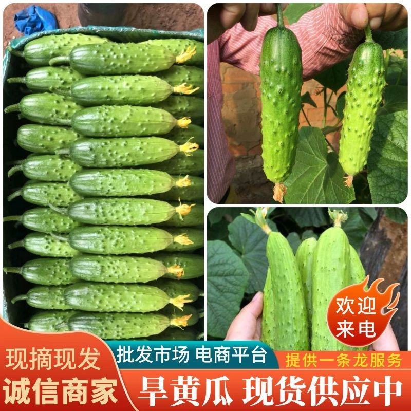 《精选旱黄瓜大量上市中供批发商超电商一条龙服务