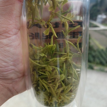 2024明前新茶岳西翠兰