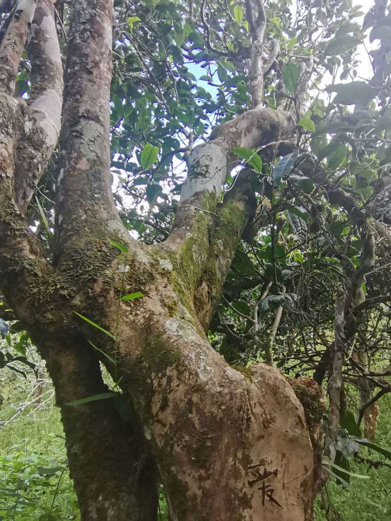 五百年原生态老古树茶，古树普洱茶散茶批发