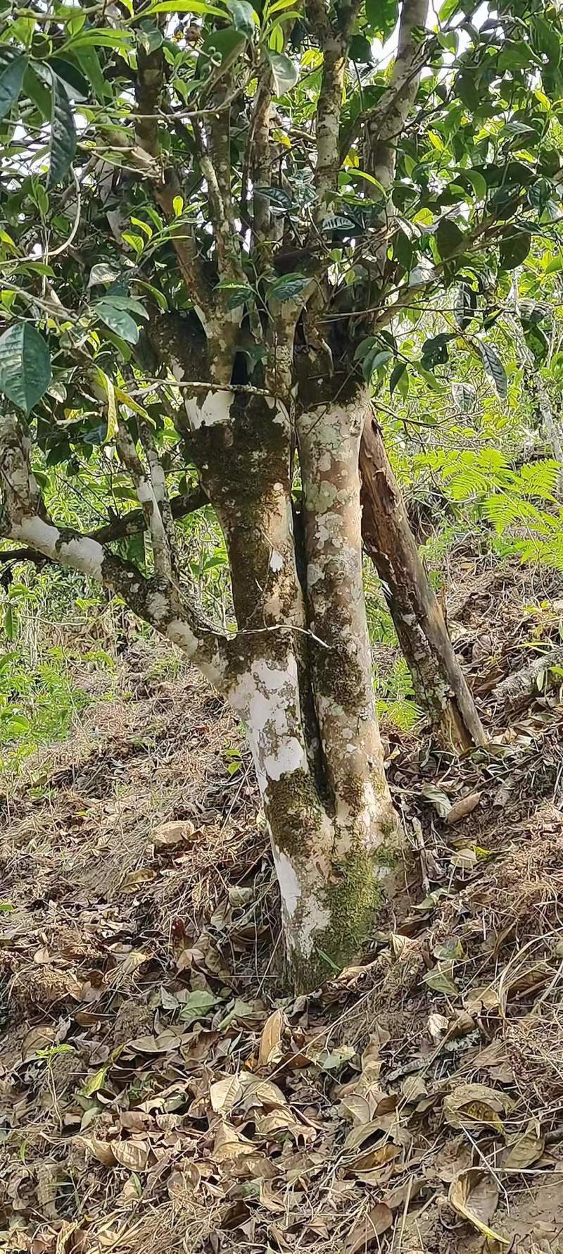 五百年原生态老古树茶，古树普洱茶散茶批发