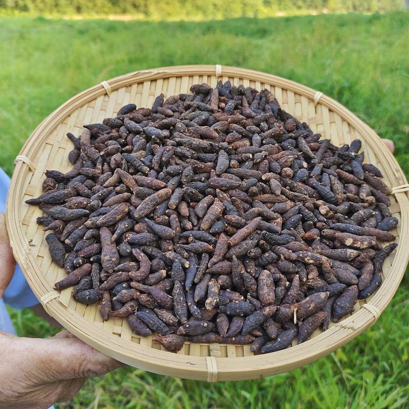 【野生香附】野生香附子香附米莎草根无硫香附子包邮