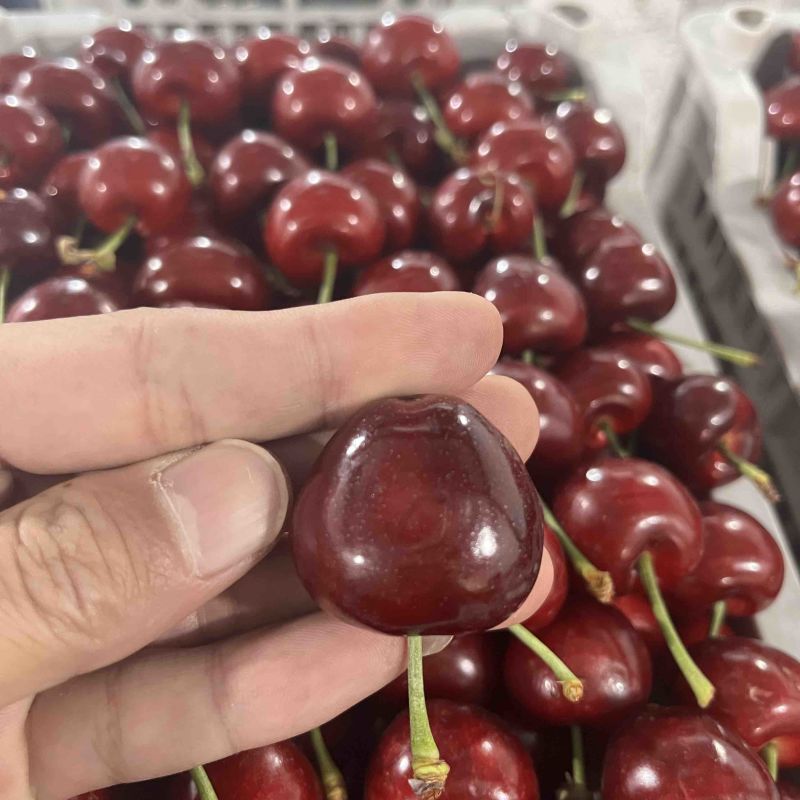 大樱桃樱桃美早先锋红灯产区电商一件代发，批发市场零均可供