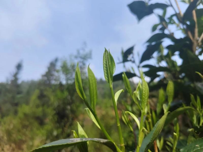 金秀大瑶山野生红茶，价格真实可靠，一斤也是批发价