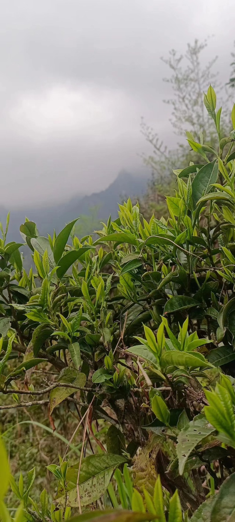 金秀大瑶山野生红茶，价格真实可靠，一斤也是批发价