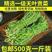 【涡阳贡菜】贡菜，基地大量种植，常年有货，支持视频看货
