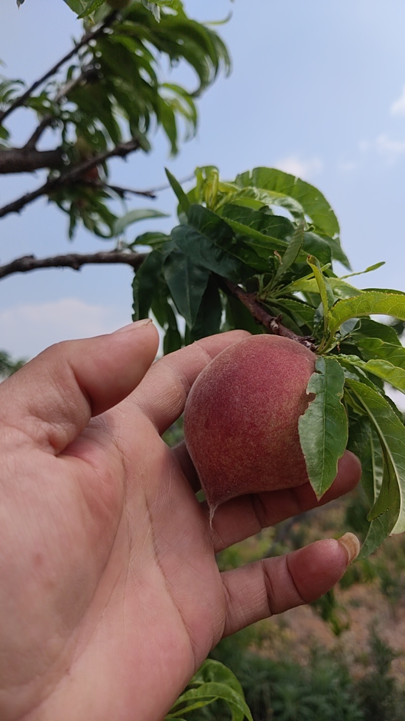 云南石屏高山露天红宝石早熟桃