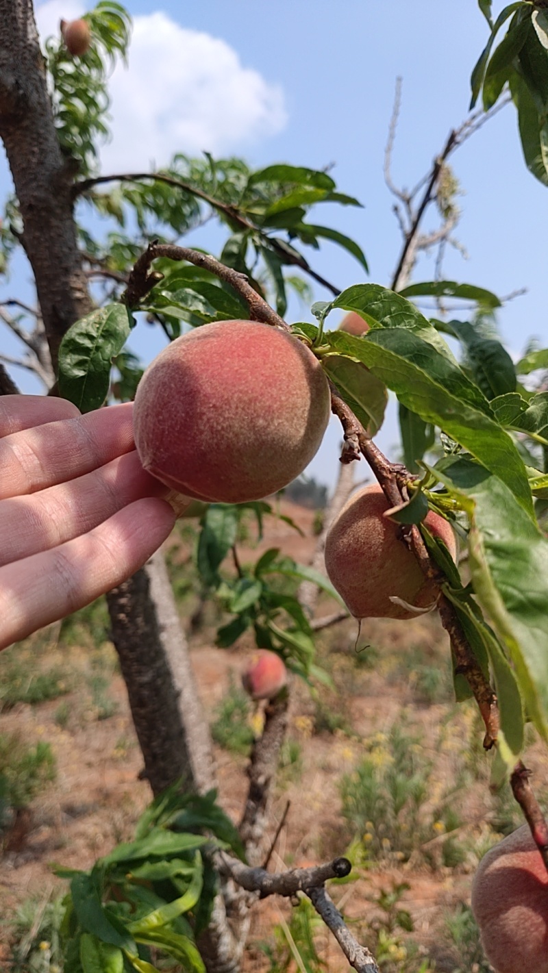 云南石屏高山露天红宝石早熟桃