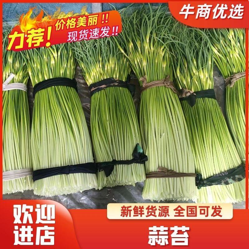 「蒜薹」白帽蒜苔，质量保证，货量充足，欢迎联系我了解详情