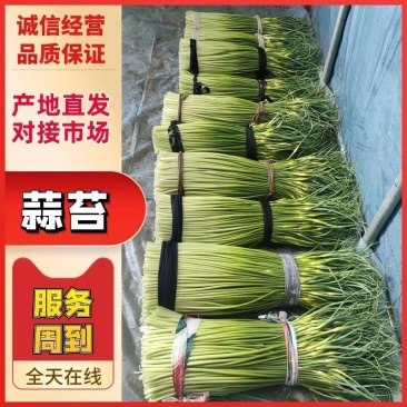 『蒜薹』蒜苔大量上市，品质保证，货量充足，欢迎与我沟通