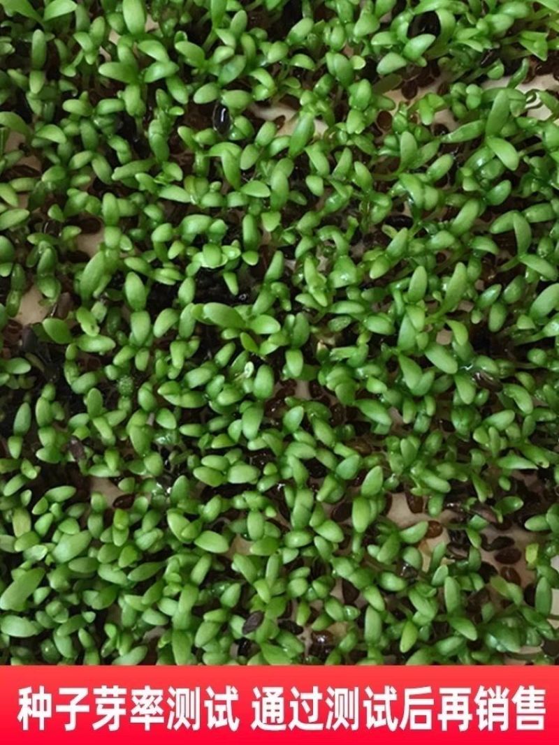车前草种子，食用野菜种籽中药材车轮菜籽野生车前子四季蔬菜