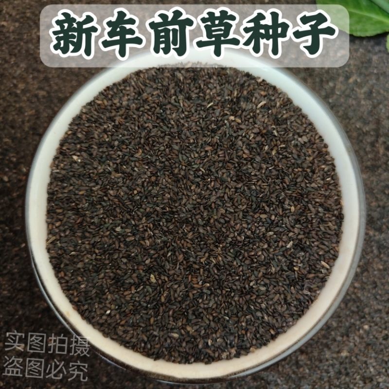 车前草种子，食用野菜种籽中药材车轮菜籽野生车前子四季蔬菜