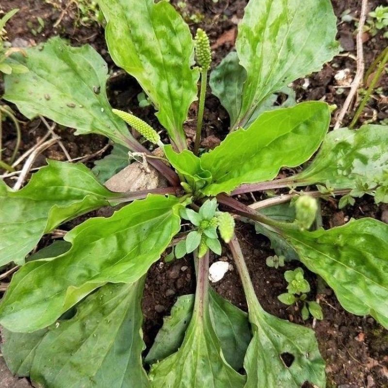 车前草种子，食用野菜种籽中药材车轮菜籽野生车前子四季蔬菜